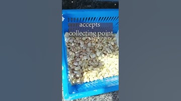 Angelon Garlic Sorting machine,#garlic sorting,peeled garlic.