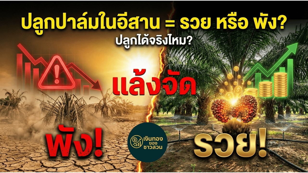ปลูกปาล์มในอีสาน = รวย หรือ พัง? สรุปครบจบปลูกได้เลย