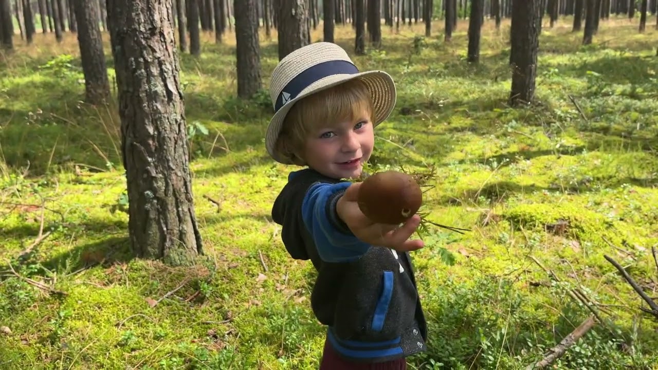 Pierwsze prawdziwki, podgrzybki i kurki. Pomorskie lasy żurawinowo - jagodowo - grzybowe !