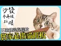 貓抓板怎麼選？正確擺放貓抓板避免貓咪抓傢俱！#貓咪大學 010