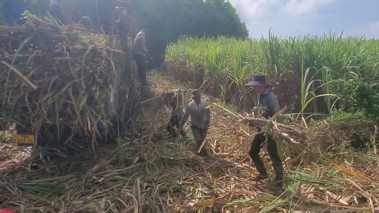 Nông dân chặt mía, bóc lên xe những ngày cuối năm!