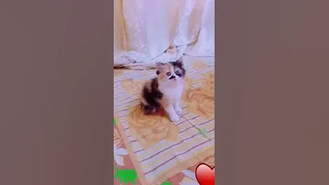 Watch the video about Persian cat available for sale (GUWAHATI)