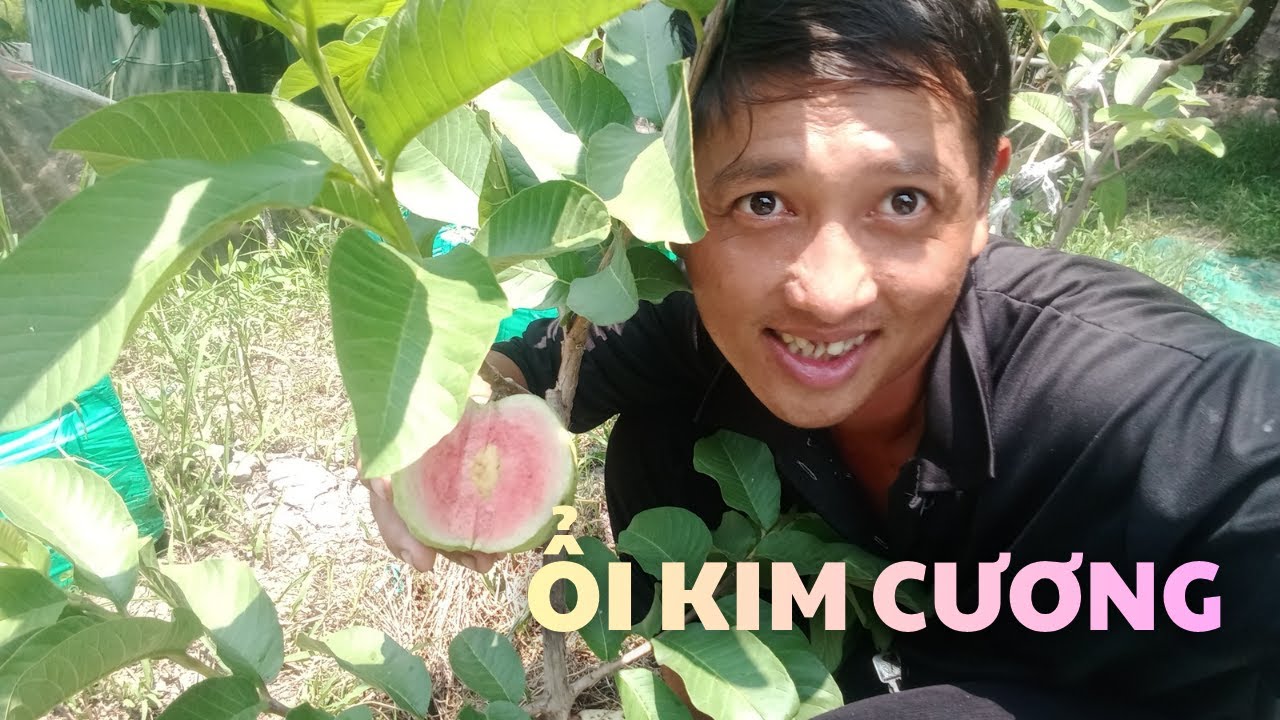 giống ổi mới nhất hiện nay Kim Cương đỏ Đài Loan