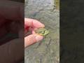 春の川で可愛い生き物を発見！
