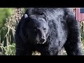 Take that! Maryland woman survives bear attack by punching it in the fac...