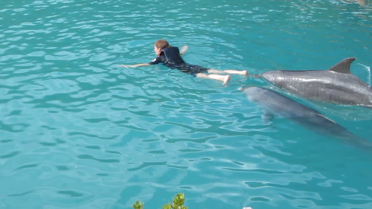 Blue Lagoon bahamas swim with a dolphins YouTube