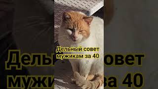 Дельный совет мужикам за 40 #cats #котята #кошки #юмор # shorts #подпишись