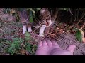 猫パンチの威力０の猫
