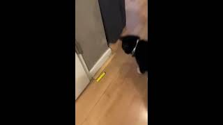 Spidercat