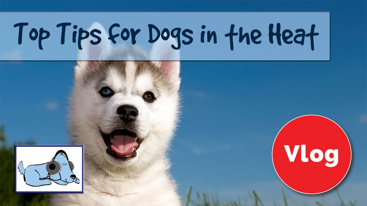 Chill Out: How to Keep Your Pup Cool in the Summer Heat – Tails and Treats