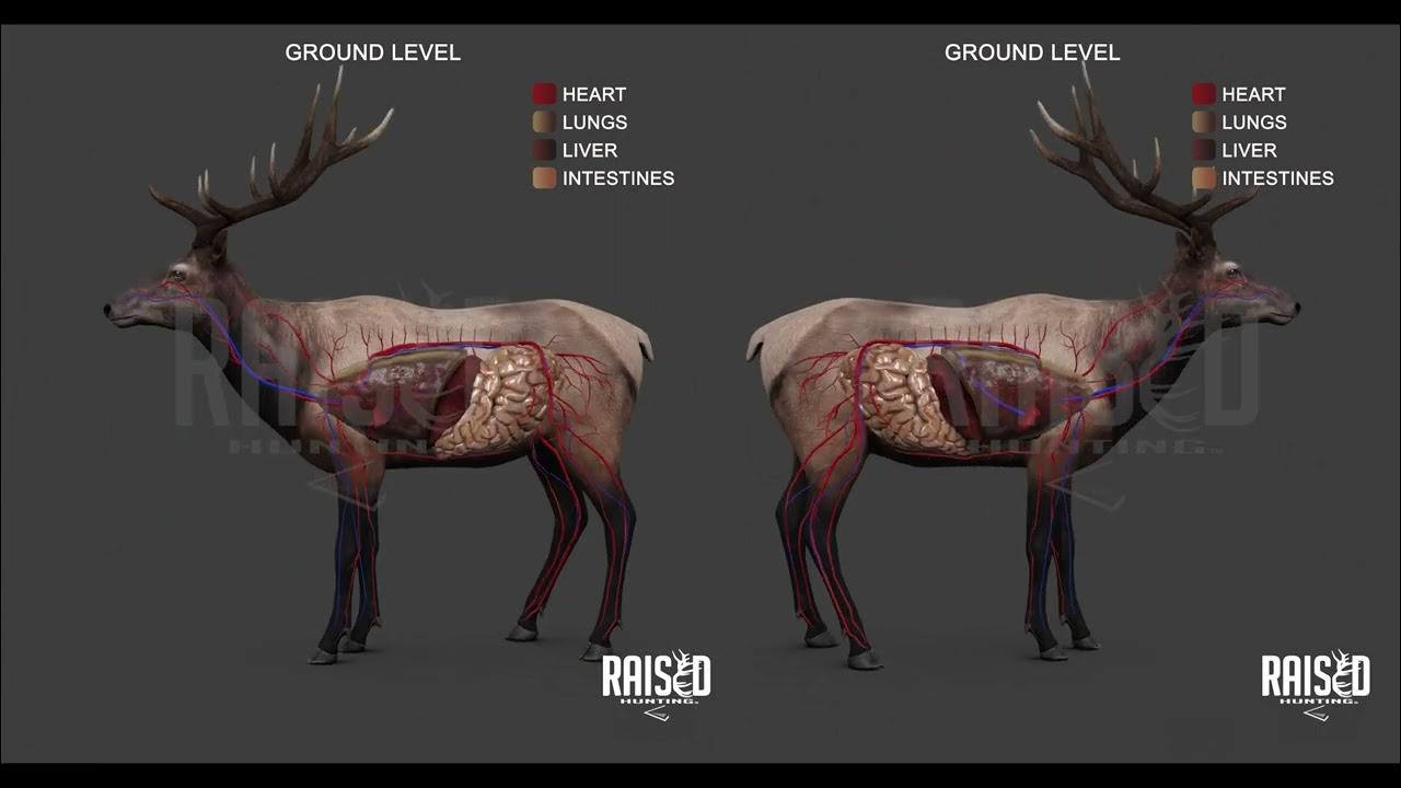 Elk Shot Placement | Elk Anatomy | 3D Graphic Tool - YouTube