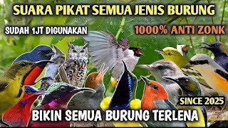 Suara Pikat Burcil Ribut Viral 2025  Suara Pikat Sogon  Suara Pikat Ampuh Anti Zonk Terbaru