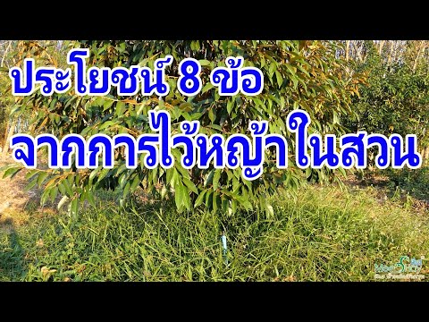 วีดีโอ: จะทำอย่างไรกับหญ้าชนิดหนึ่ง – วิธีการใช้พืชหญ้าชนิดหนึ่งจากสวน