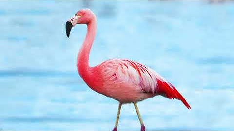 TCL 10 SE  Android Smartphone, 6.52" V-Notch Display,Phone with 16 MP Rear AI Triple-Camera