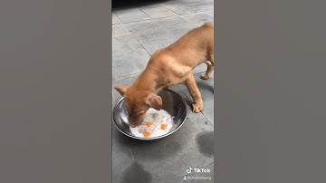 Chó H’mông cộc đuôi/ngày đón e về nhà ❤️