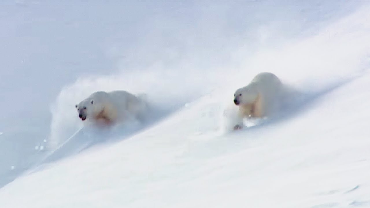 ⁣How To Play Like a Polar Bear! | Animal Attraction | BBC