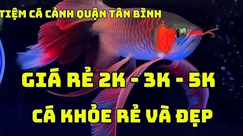 Thế Giới Cá Cảnh Giá Rẻ 2k-3k-5k Mà Cá Quá Trời Nhiều Và Đẹp|Tiệm Cá Cảnh Sài Gòn Com.Vn|Song Ngư TV