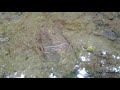 Húrféreg patakmeder kiöblösödésében /Horsehair worm in pool of a mountain creek, Börzsöny Mts.