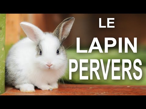 LE LAPIN PERVERS