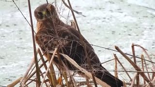 Mississippi River Flyway Cam. Northern Harrier - explore.org 10-20-2021