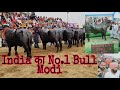 India का No.1 Bull Modi Murrah