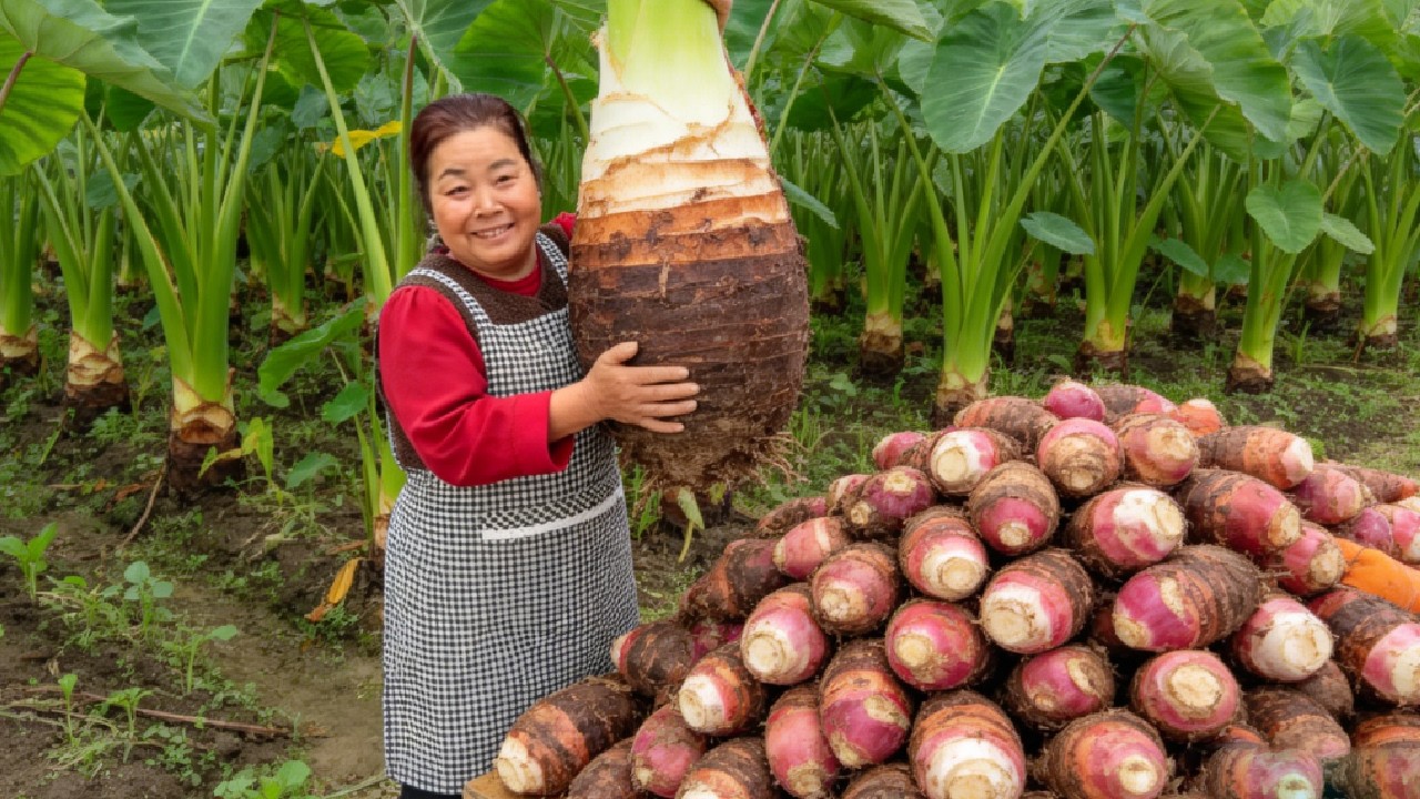 【唐小米】山里挖50斤芭蕉芋，唐奶奶回家做成三种不同的美食，口感软糯太美味了