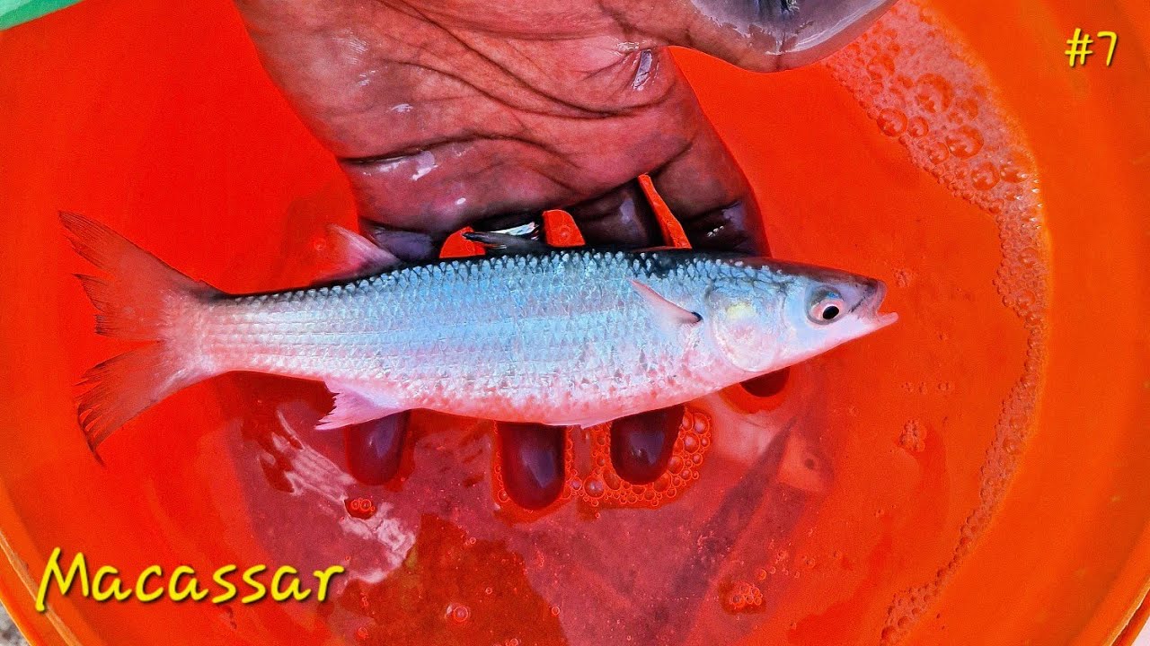 Рыбалка на макассар (охота на кобов - ветреная погода)