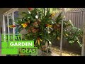 How to Create a Hanging Bromeliad Display | GARDEN | Great Home Ideas