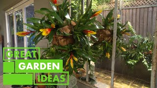 How to Create a Hanging Bromeliad Display | GARDEN | Great Home Ideas