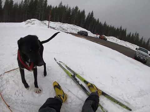 วีดีโอ: Dog Sports 101: All About Skijor / Bikejor