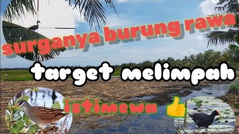 SPOT ANTI ZONK || ambil secukupnya ⭕ #bonus belibis batu 👍