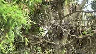 Alligator Swamp and Spoonbills 07-19-2018 21:43:27 - 22:43:30