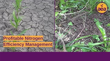 Profitable Nitrogen Efficiency Management | Reducing Your Dependency on Nitrogen Inputs