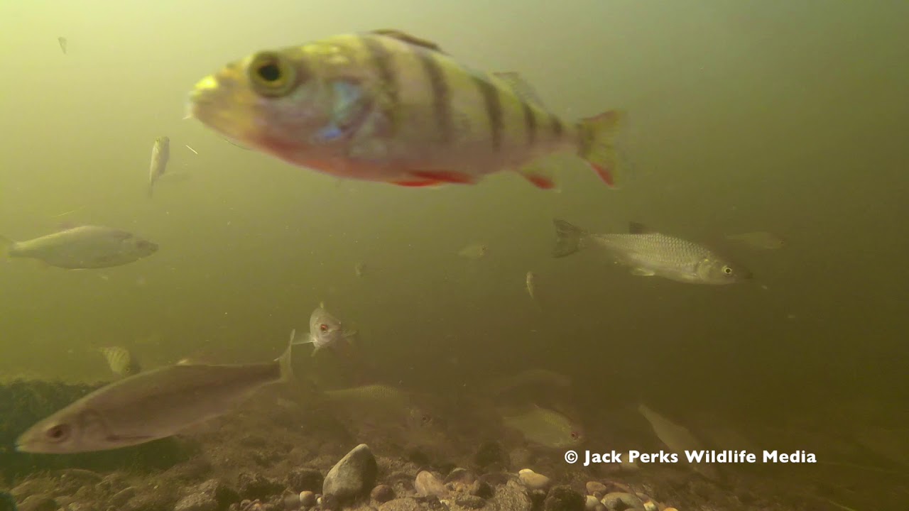 tamworth distilling Shoals of Roach, Chub & Perch in the River Tame