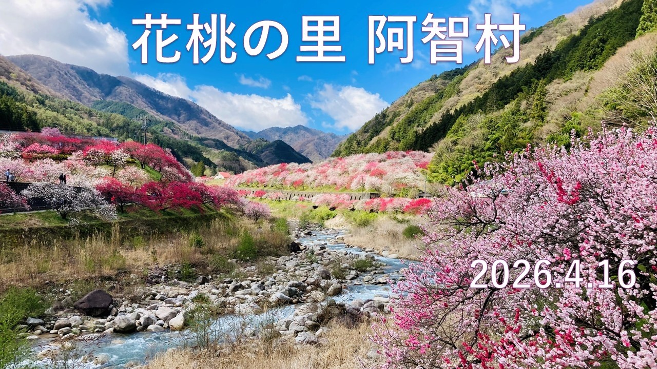 花桃の里 阿智村】2026.4.16 - YouTube