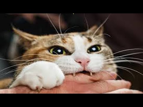 Βίντεο: Πώς να επιλέξετε τη σωστή θέση γρατσουνίσματος για τη γάτα σας