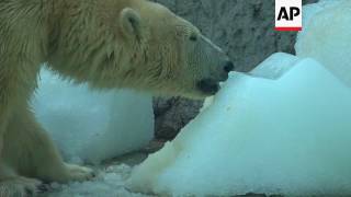 Polar Bears Get Ice Cold Treat At Budapest Zoo