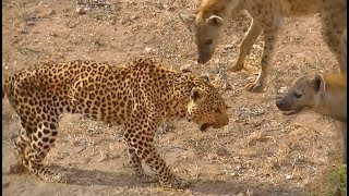 Old Leopard is Bullied by Hyenas