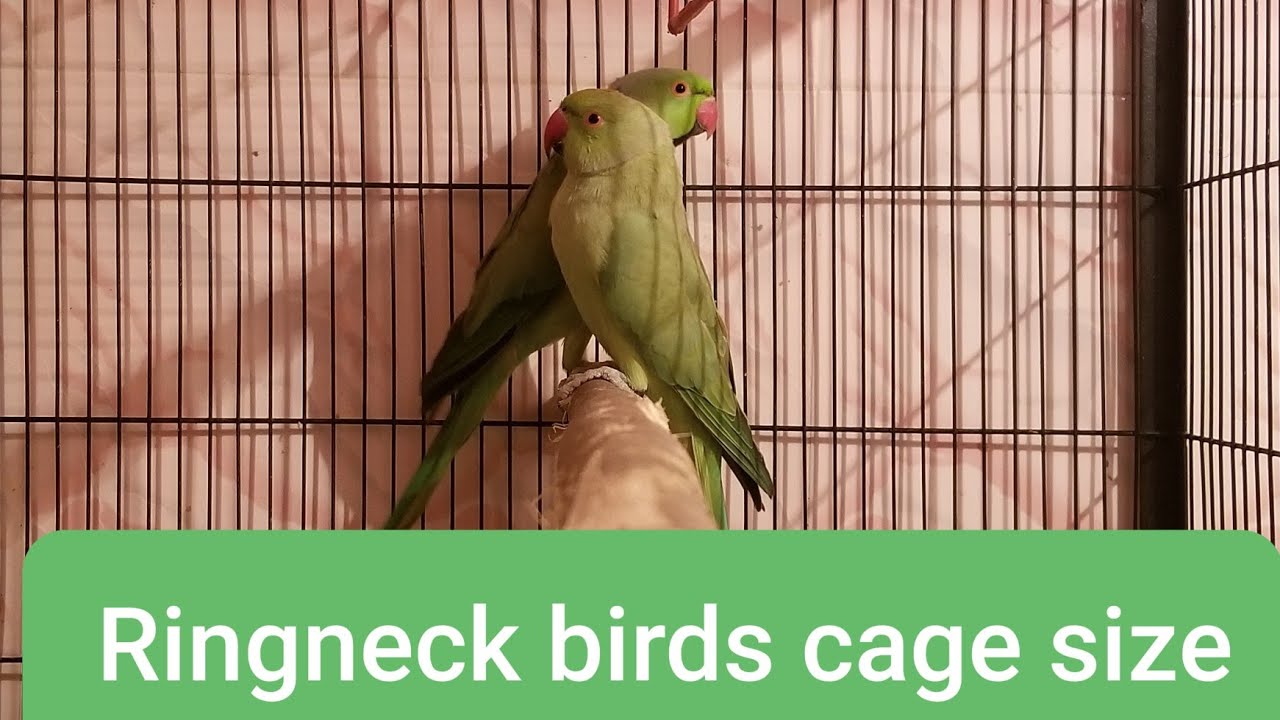 Ringneck Birds Standard Cage Size Youtube 