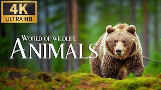 World Of Wild Animals 4K 🐾 Discovery Relaxation Wonderful Wildlife Movie With Relaxing Piano Music