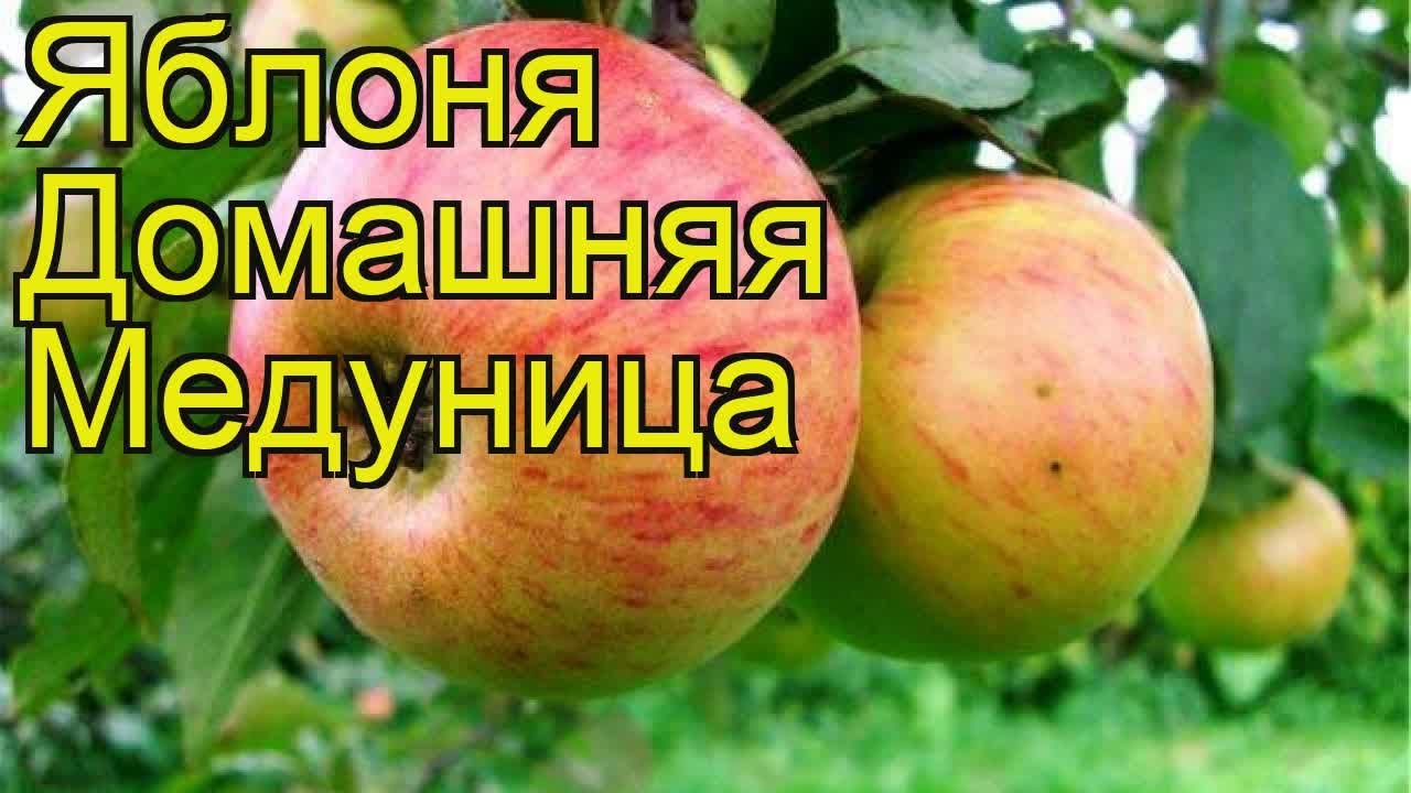 Сорт яблони медуница отзывы