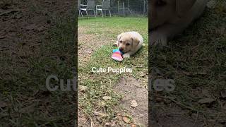 Cutest Labrador Puppies #dog #labrador #puppy