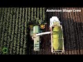 Chopping Corn Silage for Cattle Feed