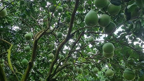 Cây Giống  BƯỞI RUBY THÁI LAN(Hồng Ngọc)-0919705120