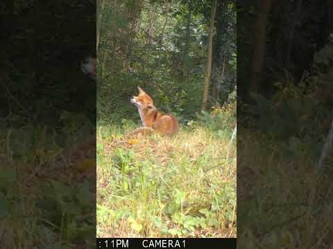 Fox scratching, having a good itch.