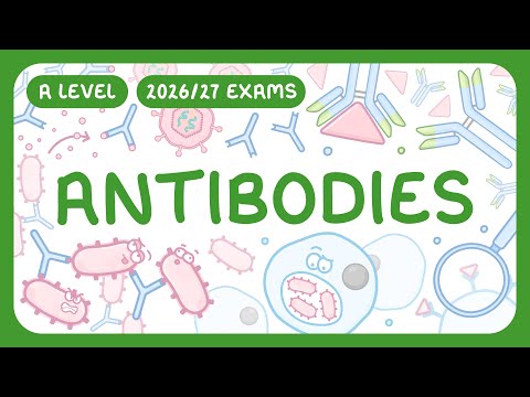 A-Level Biology - Antibodies - Structure & Function in the Immune System (2026/27 exams)