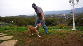 Pit Bulls Locking Jaw Myth