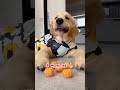 cutie pie one year transformation