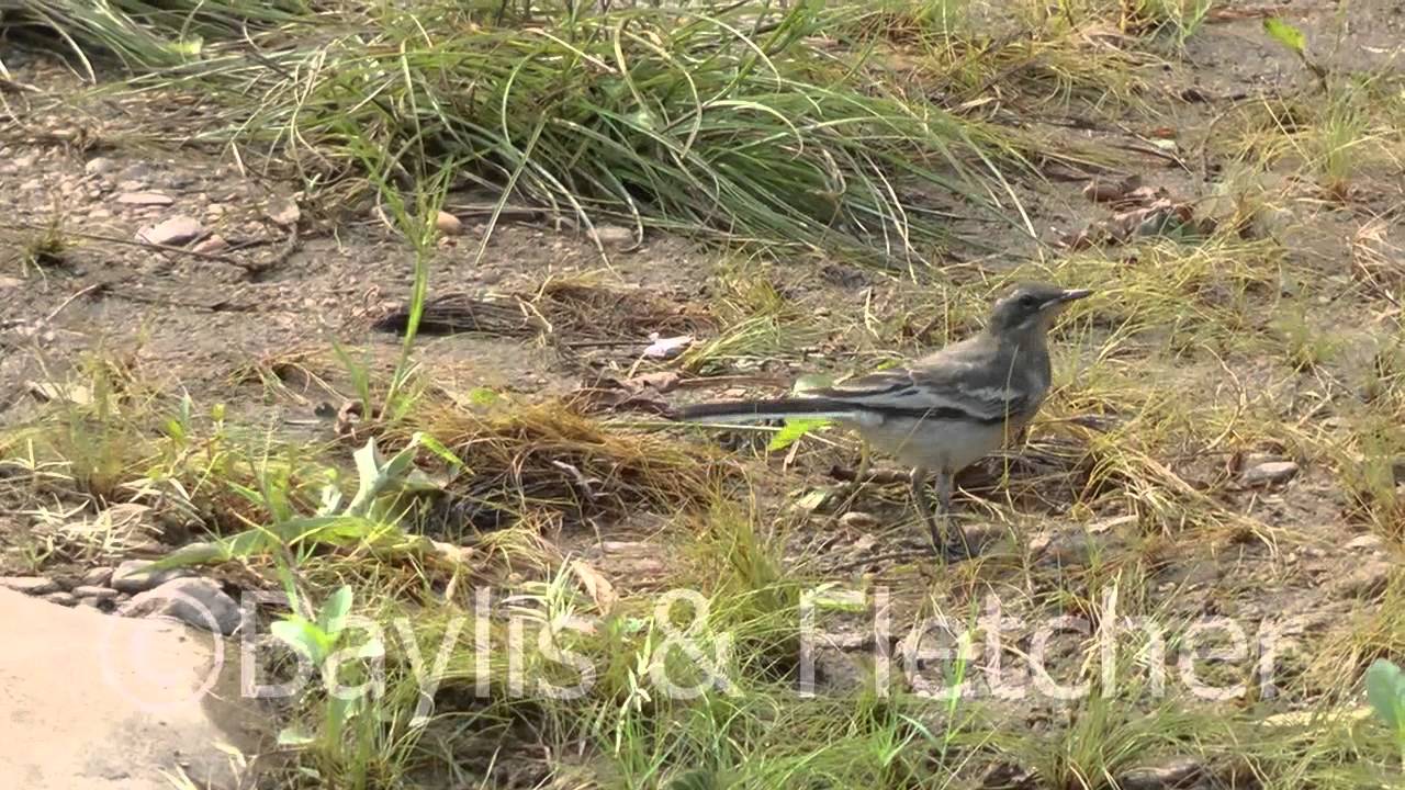Mekong Wagtail, Mekong River, Cambodia. 20130328_085951.m2ts 