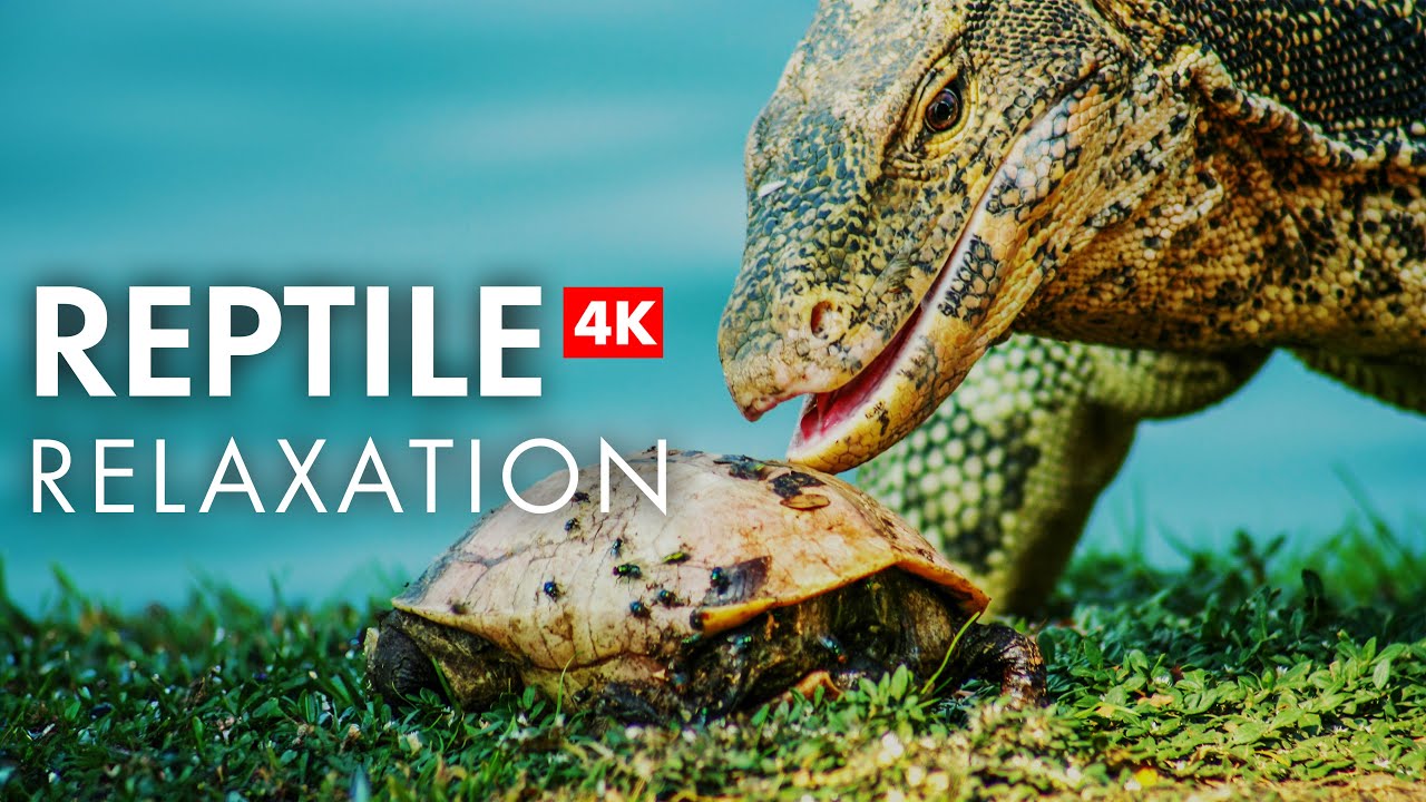 Reptile Kingdom: Explore Nature’s Most Unique Creatures
